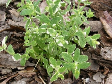 Münt ´Variegata´ (Mentha)  - ananassimünt