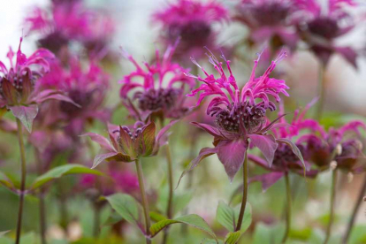 Monarda ´On Parade´ (Monarda)