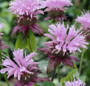 Monarda ´Beauty of Copbham ´ (Monarda)