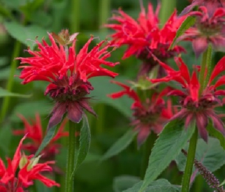 Monarda ´Cambridge Scarlet´ (Monarda)