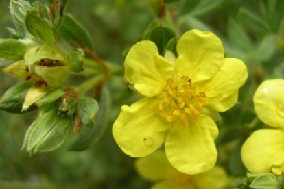 Põõsasmaran ´Moonlight´(Potentilla fruticosa)