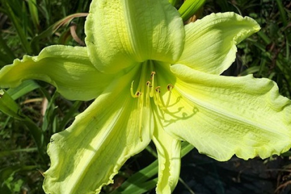Päevaliilia ´Moravica´ (Hemerocallis)