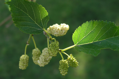 Valge mooruspuu (Morus alba)
