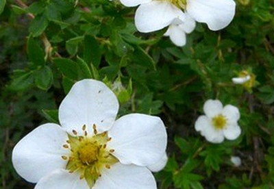 Põõsasmaran ´Mount Evererst´ (Potentilla fruticosa)