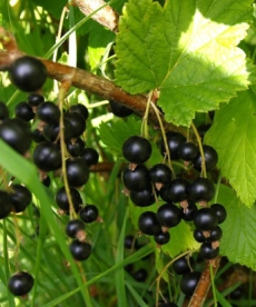 Must sõstar ´Triton´ (Ribes nigrum)
