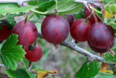 Karusmari ´Nesluhhivski’´ (Grossularia)