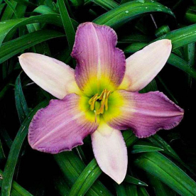 Päevaliilia ´Nile Crane´ (Hemerocallis)