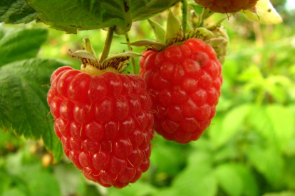 Vaarikas ´Novokitaivska´ (Rubus idaeus) - saadavus september ja paljasjuurne