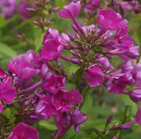 Aedfloks ´Nr 4´ (Phlox paniculata)