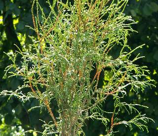 Harilik elupuu ´Ohlendorfii´ (Thuja occidentalis)