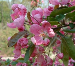 Iluõunapuu ´Ola´ (Malus * purpurea) - Tellimisel