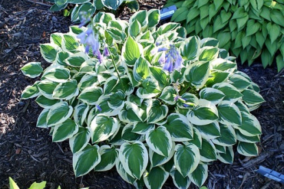 Hosta ´Ops´ (Hosta)