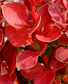 Thunbergi kukerpuu ´Orange Rocket´ (Berberis thungergii)