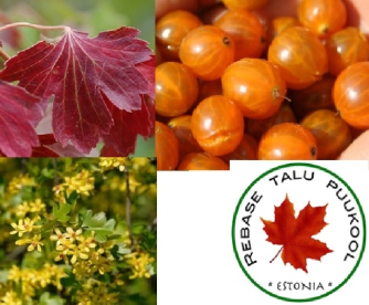 Kuldsõstar ´Orangesse´ (Ribes aureum)