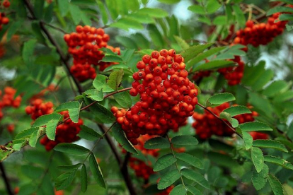 Pihlakas´Oranzevaja` (Sorbus)