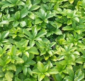 Tipmine puksrohi (pachysandra terminalis) - Tellimisel