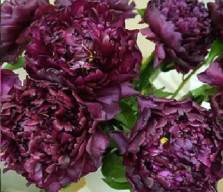 Pojeng ´Highlight´ (Paeonia)