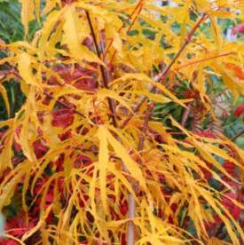 Harilik vaher ´Paldiski´ (Acer platanoides) - Tellimisel