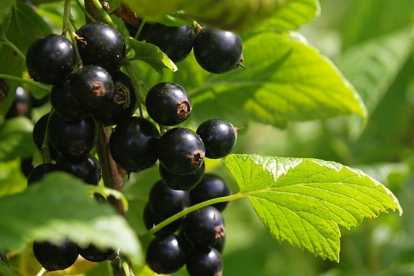 Must sõstar ´Pamjati vavivlova´ (Ribes nigrum)