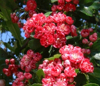 Viirpuu ´Paulś  Scarlet´ (Crataegus)