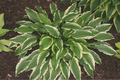 Hosta ´Pee Dee Laughing River´ (Hosta)