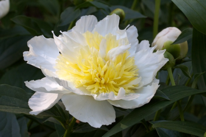 Pojeng ´Honey Gold´ (Peonia lactiflora)