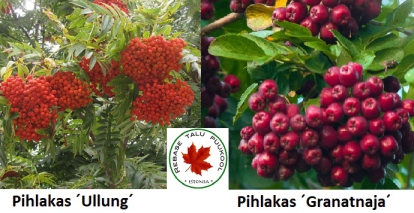 Perepihlakas ´Ullung´ + ´Granatnaja´ (Sorbus)