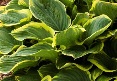 Hosta ´Sagae´ (Hosta)