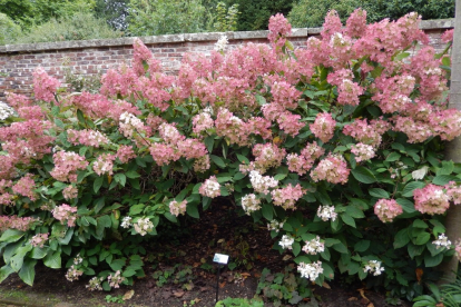 Aedhortensia ´Phantom´ (Hydrangea paniculata)