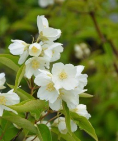 Pekingi ebajasmiin (Philadelphus pekingiensis)  - P11 noortaim