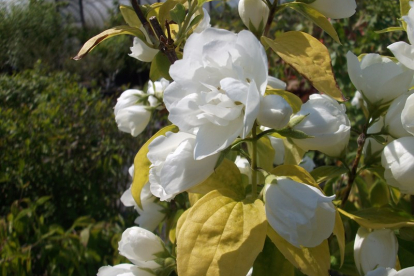 Harilik ebajasmiin ´Yellow Hill´ (Philadelphus coronarius)