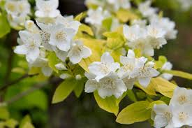 Ebajasmiin ´Aureus´ (Philadelphus)