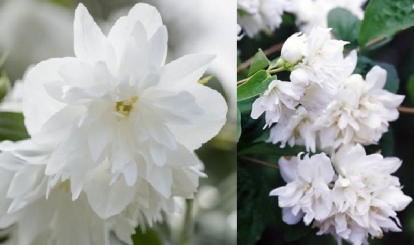 Ebajasmiin ´Minnesota Snowflake´ (Piladelphus) - Tellimisel