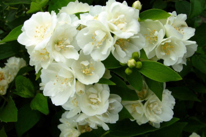 Ebajasmiin ´Pompon´ (Philadelphus)