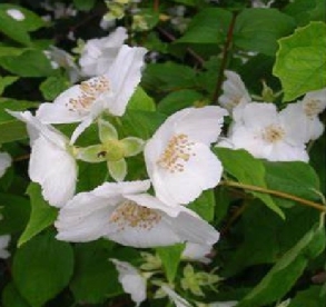 Ebajasmiin liik (Philadelphus triflorus)