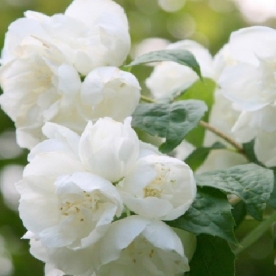 Ebajasmiin ´Virginal´ (Philadelphus) - Tellimisel