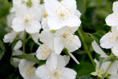 Harilik ebajasmiin (Philadelphus coronarius)