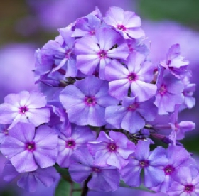 Aedfloks ´Blue Paradise´ (Phlox paniculata)