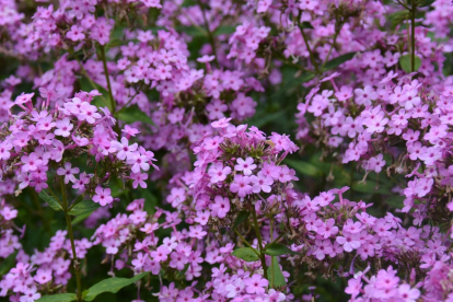 Aed-leeklill ´Jeana´ (Phlox paniculata)