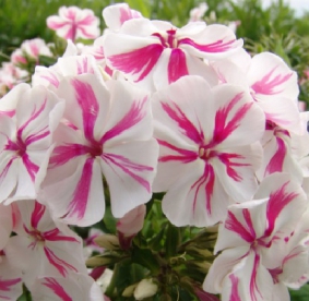 Aedfloks ´Twister´ (Phlox paniculata)