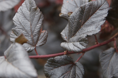 Põisenelas ´Meegaste´ (Physocarpus)