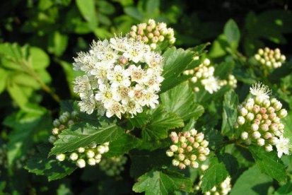 Põisenelas ´Nanus´ (Physocarpus opulifolius)