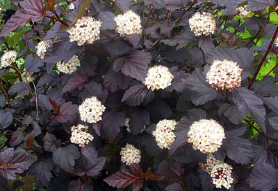 Lodjap-põisenelas ´Diabolo´ (Physocarpus opulifolius)