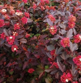 Põisenelas ´Red Baron´ (Physocarpus) - Tellimisel