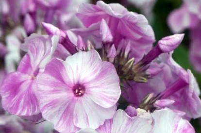 Aedfloks ´Picasso´ (Phlox paniculata)