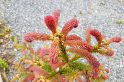 Harilik kuusk ´Rydal´ (Picea abises) - Tellimisel