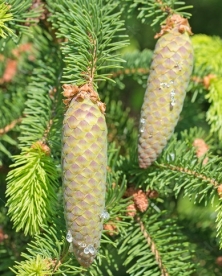Harilik kuusk ´Ootsipalu´ seemik (Picea abies) seemnepaljundus