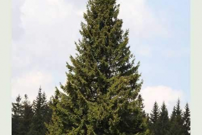 Harilik kuusk (Picea abies) - mullapalliga kuni 70 cm kõrged ja kaharad