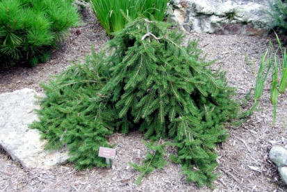 Harilik kuusk ´Formanek´ (Picea Abies) - Tellimisel