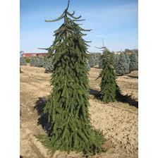 Harilik kuusk ´Pendula´ (Picea abies) - tellimisel